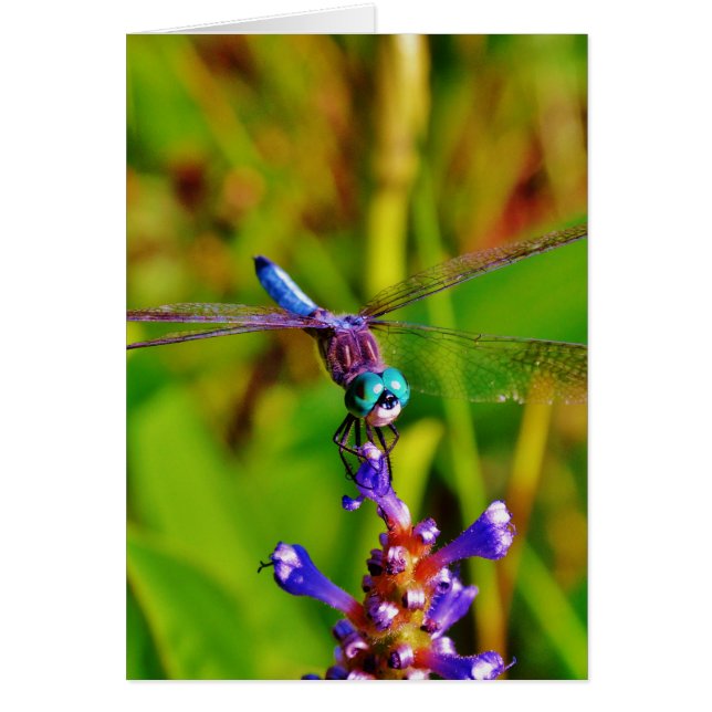 Aquamarin Rainbow Dragonfly (Vorne)