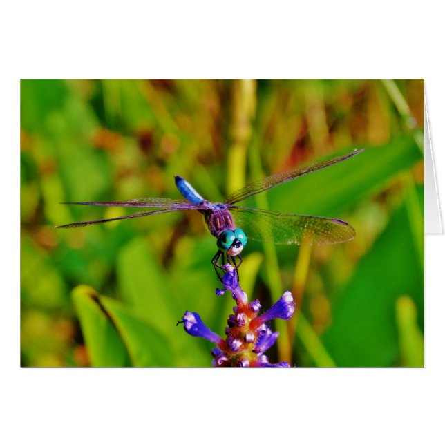 Aquamarin Rainbow Dragonfly (Vorderseite (Horizontal))