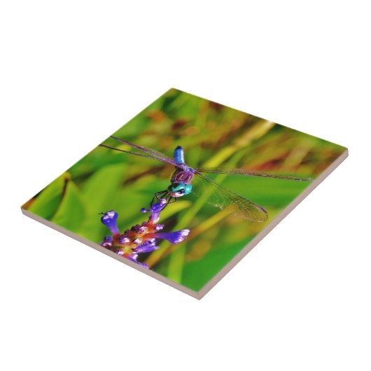 Aquamarin Rainbow Dragonfly Fliese (Seite)