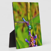 Aquamarin Rainbow Dragonfly Fotoplatte (Seite)