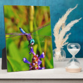 Aquamarin Rainbow Dragonfly Fotoplatte (Seite)