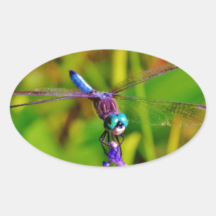 Aquamarin Rainbow Dragonfly Ovaler Aufkleber
