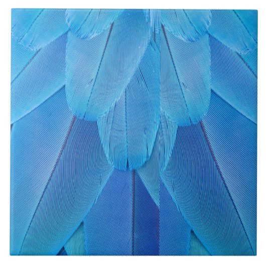 Aquamarine blaue Federn des Macaw Parrot Fliese (Vorderseite)