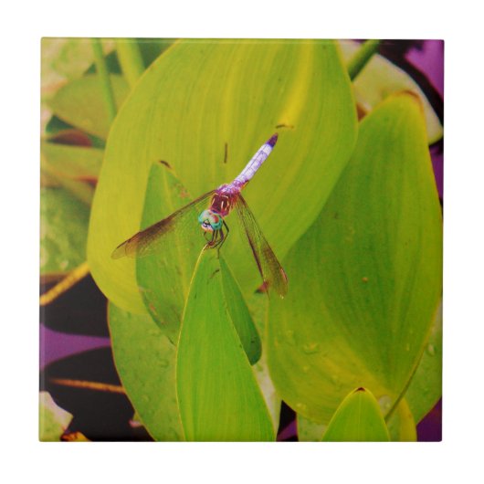 Aquamarine blaue Libelle auf grünem Leaf. Fliese (Vorderseite)