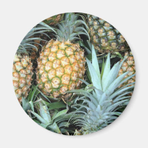 Aquamarine, grüne und Golden Hawaiian Ananas Magnet