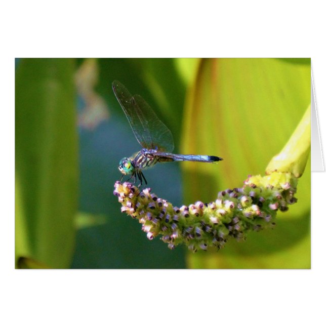 Aquamarine mit Augen Libelle (Vorderseite (Horizontal))