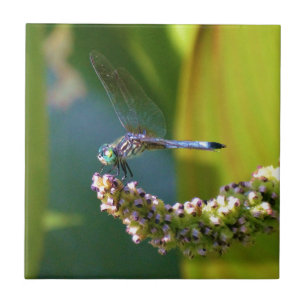 Aquamarine mit Augen Libelle Fliese