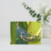 Aquamarine mit Augen Libelle Postkarte (Stehend Vorderseite)