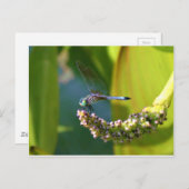 Aquamarine mit Augen Libelle Postkarte (Vorne/Hinten)