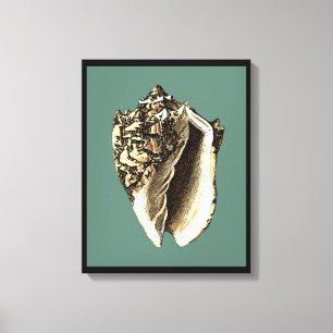 Aquamarine Tritonshorn-Muschel Leinwanddruck