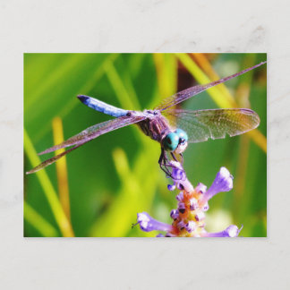 Aquamarine und lila Libelle Postkarte