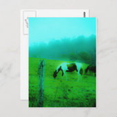 Aquamariner Nebel Reto gefärbte Pony Horse Postkarte (Vorne/Hinten)