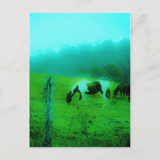 Aquamariner Nebel Reto gefärbte Pony Horse Postkarte (Vorderseite)