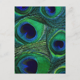 Aquamarines blaues Pfauenfedermuster, Druck / Must Postkarte
