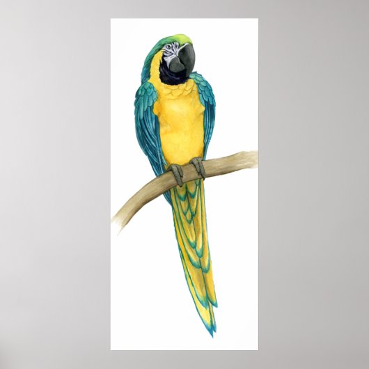 Aquamarines Macaw Poster (Vorne)
