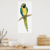 Aquamarines Macaw Poster (Küche)