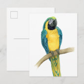 Aquamarines Macaw Postkarte (Vorne/Hinten)