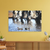 Aquamarines rotes (Anas erythrorhyncha) Paar Leinwanddruck (Insitu (Wohnzimmer))