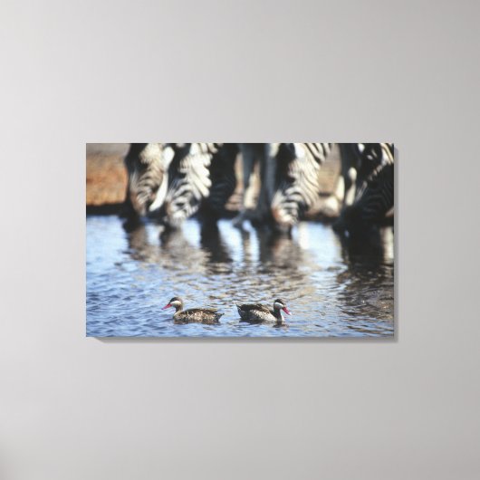 Aquamarines rotes (Anas erythrorhyncha) Paar Leinwanddruck (Vorderseite)