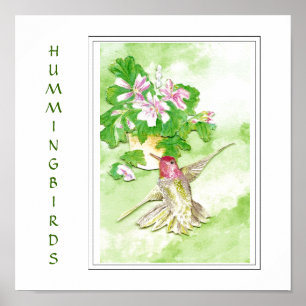 Aquarell Anna's Hummingbird - Vogel Print Poster