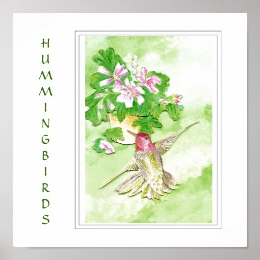 Aquarell Anna's Hummingbird - Vogel Print Poster (Vorne)