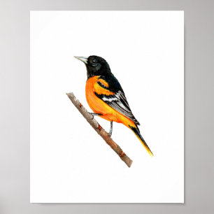 Aquarell Baltimore-Trillervogel-Malerei Poster
