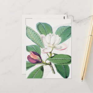 Aquarell Botanische Weiße Magnolie & Grüne Blätter Postkarte