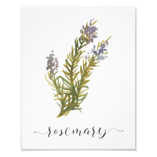 Aquarell-botanischer Kraut-Druck Rosemary Fotodruck
