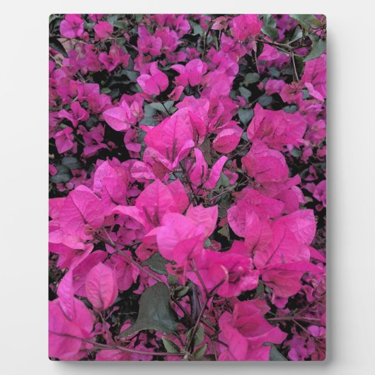 Aquarell-Bougainvillea Fotoplatte (Vorderseite)