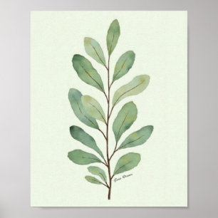 Aquarell-Eukalyptus-Zweig Botanisch Poster