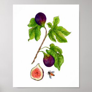 Aquarell-Feige botanischer Vintage-Stil Poster
