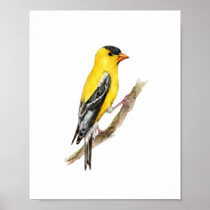 Aquarell-Gelb-Amerikanischer-Fink-Vogel-Malerei Poster