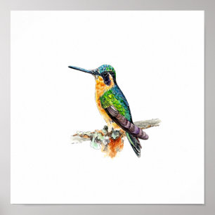 Aquarell-Grünkolibri-Malerei Poster