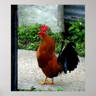 Aquarell-Hahn-Huhn-Druck Poster