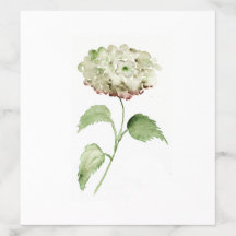 Aquarell-Hortensie