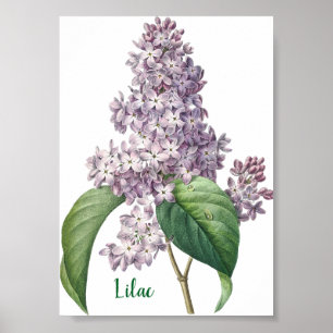 Aquarell-Lavendel-Flieder-Illustration Poster