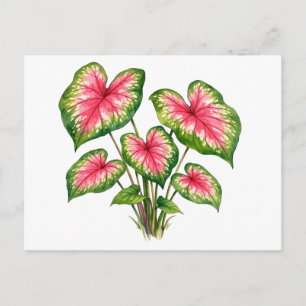 Aquarell Lebendige Pinke Caladium Pflanze  Postkarte