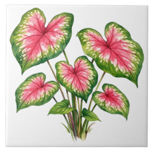 Aquarell Lebendiges Rosa Caladium-Pflanze Fliese