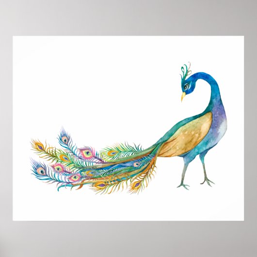 Aquarell-Pfau II Poster (Vorne)