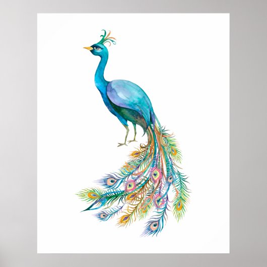Aquarell Pfau III Poster (Vorne)
