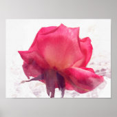 Aquarell.Rosa Rose. Poster (Vorne)