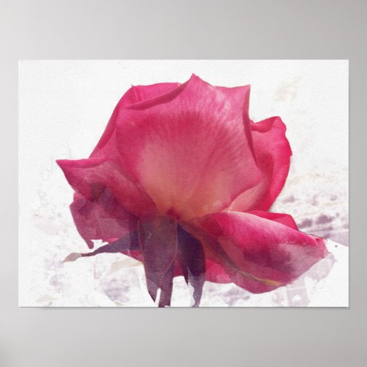Aquarell.Rosa Rose. Poster (Vorne)