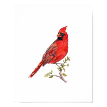 Aquarell Rotkardinal-Vogel-Malerei