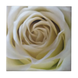 Aquarell-vintage weiße Creme-Rosenknospe Detail Fliese