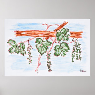 Aquarell von Reben mit Trauben Frankreich Poster