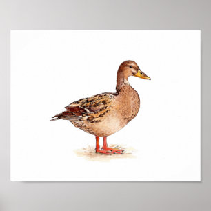Aquarell Weibliche Stockente Vogelmalerei Poster