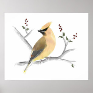 Aquarell-Zederwaxwing-Plakat-Druck Poster