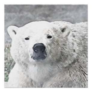 Aquarellbär Poster