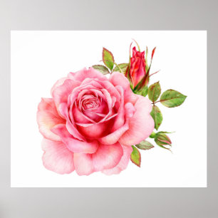 Aquarellbild einer zarten rosa Rosa wi Poster