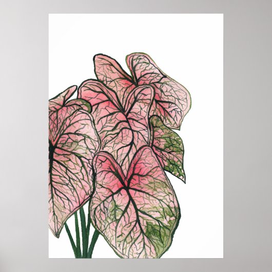 Aquarellbilder in Rosa Caladium Poster (Vorne)